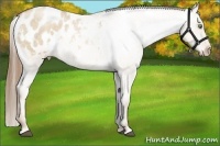 Horse Color:White Spotted Liver Red Dun Roan Pearl Appaloosa 