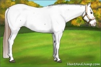 Horse Color:Chestnut Sabino Appaloosa 