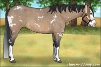 Horse Color:White Spotted Bay Roan Dun Splash