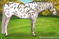 Horse Color:Chocolate Palomino Appaloosa