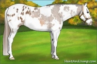Horse Color:White Spotted Buckskin Sabino Splash Appaloosa