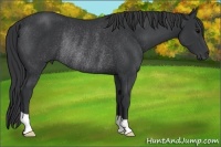 Horse Color:Black Rabicano 