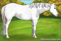 Horse Color:Smoky Grullo Splash Tobiano Appaloosa Rabicano