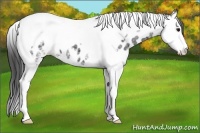 Horse Color:Black Ice Splash Tobiano Appaloosa 