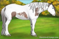 Horse Color:Bay Sabino Splash Tobiano Appaloosa Rabicano