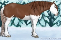 Horse Color:Chestnut Sabino Splash 