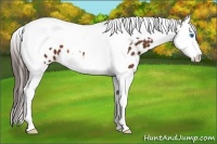 Horse Color:Bay Splash Tobiano Near Leopard