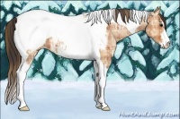 Horse Color:Plaid  Bay Ice Sabino Tobiano Appaloosa 