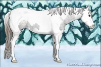 Horse Color:Plaid Black Ice Splash Tobiano Appaloosa Rabicano