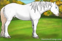 Horse Color:Buckskin Ice Dun Sabino Splash Appaloosa 
