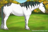 Horse Color:Plaid  Black Sabino Splash 