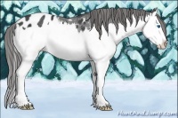 Horse Color:Black Sabino Splash Appaloosa Rabicano 