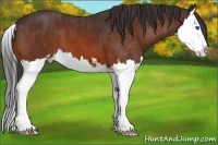 Horse Color:Brown Sabino Splash Varnish 
