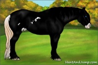 Horse Color:White Spotted Black Sabino Splash Appaloosa 