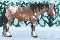Horse Color:White Spotted Bay Ice Splash Varnish Rabicano 