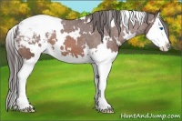 Horse Color:White Spotted Bay Splash Appaloosa