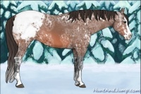Horse Color:White Spotted Bay Ice Splash Appaloosa Rabicano 