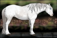 Horse Color:White Spotted Bay Splash Appaloosa 