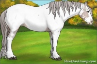 Horse Color:Bay Splash Appaloosa