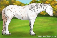 Horse Color:Chestnut Splash Blanket 