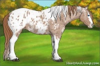 Horse Color:Chestnut Ice Splash Tobiano Appaloosa Rabicano