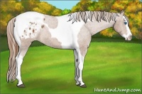 Horse Color:Chestnut Splash Tobiano Appaloosa Rabicano 