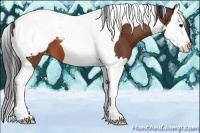 Horse Color:Bay Splash Tobiano Appaloosa 