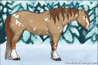 Horse Color:White Spotted Red Dun Splash 