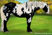 Horse Color:White Spotted Chestnut Splash Varnish 