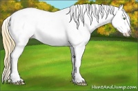 Horse Color:Gold Champagne Splash Near Leopard Rabicano