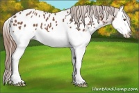 Horse Color:Chestnut Splash Near Leopard