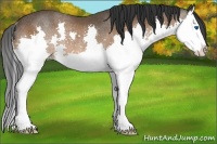 Horse Color:Bay Sabino Splash Rabicano 