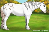 Horse Color:Chestnut Splash Appaloosa 