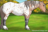 Horse Color:White Spotted Bay Appaloosa 