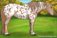 Horse Color:White Spotted Chestnut Blanket Rabicano 