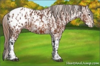 Horse Color:White Spotted Bay Appaloosa and White Spotted Chestnut Splash Appaloosa