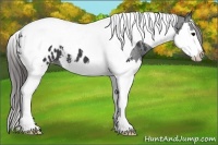 Horse Color:Black Splash Tobiano Blanket 