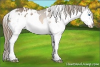 Horse Color:White Spotted Brown Splash Blanket