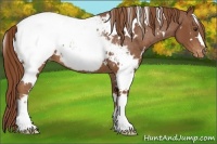 Horse Color:White Spotted Chestnut Appaloosa 