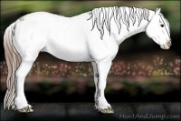 Horse Color:Bay Sabino Splash Varnish