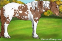Horse Color:White Spotted Chestnut Tobiano Appaloosa