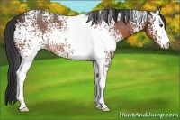 Horse Color:White Spotted Bay 