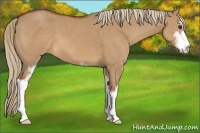 Horse Color:Red Dun Sabino 