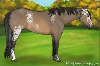 Horse Color:White Spotted Brown Dun Sabino Rabicano