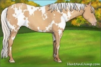 Horse Color:White Spotted Silver Amber Champagne