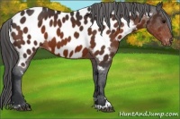 Horse Color:Bay Sabino Appaloosa