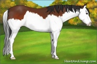 Horse Color:Brown Splash 