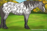 Horse Color:Grullo Roan Appaloosa 