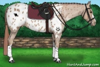 Horse Color:Chocolate Classic Champagne Near Leopard 