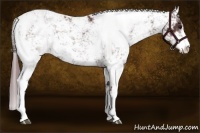 Horse Color:Chocolate Smoky Black Sabino 
